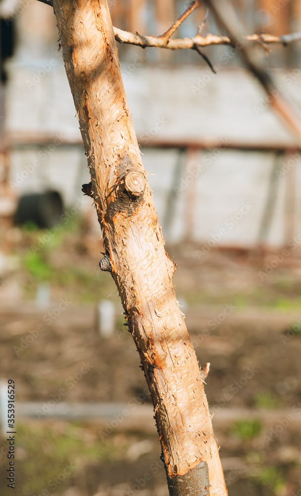 Fototapeta premium Apple tree in the garden gnawed by wild hares. Selective focus.