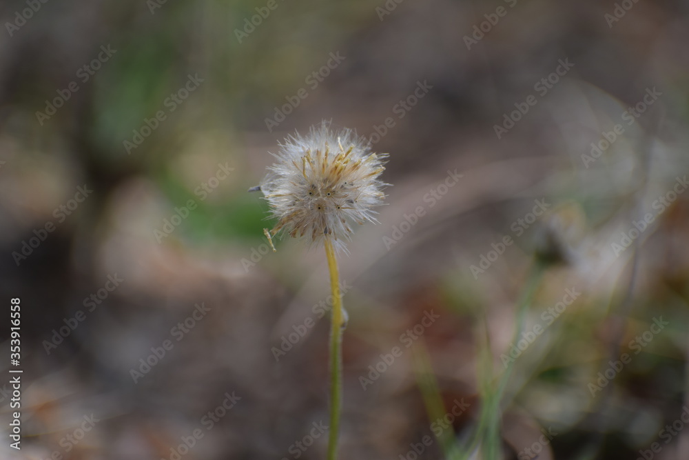 Achenes of tridax daisy OR coatbuttons flower OR Tridax procumbens containing dried seeds.Gujarat,India Achenes of tridax daisy OR coatbuttons flower OR Tridax procumbens containing dried seeds.Gujarat,India