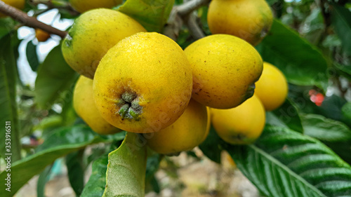 Wallpaper Mural 비파나무에 열린 비파 열매 Torontodigital.ca