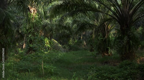 Palm oil trees in a plantation