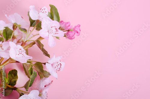 Fototapeta Naklejka Na Ścianę i Meble -  Background greeting card with a blossoming apple tree branch on a pink background with copy space. Flat lay. Greeting card for Mother's Day, birthday. For summer texts. Flower arrangement