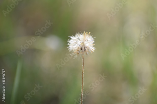 Achenes of tridax daisy OR coatbuttons flower OR Tridax procumbens containing dried seeds.Gujarat India