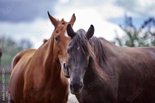Fototapeta Naklejka Na Ścianę i Meble -  Portrait of horses in nature