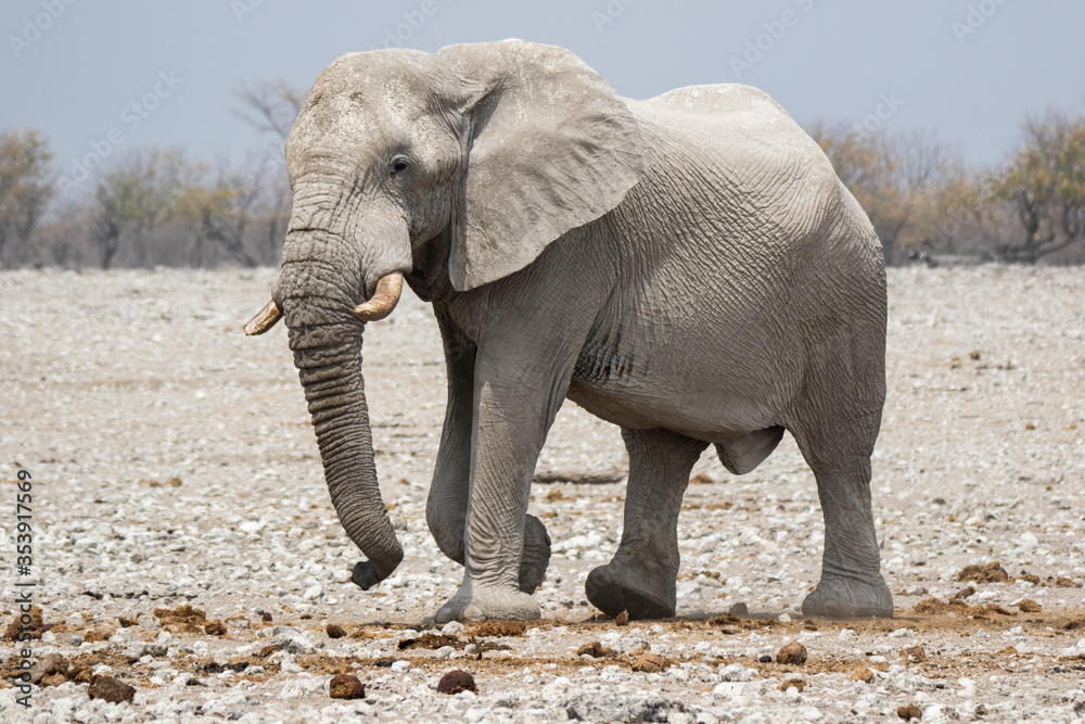 Fototapeta premium One big male African Elephant walking down the plains of Etosha National Park.