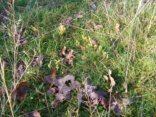 autumn,woods,mushrooms,sunny,trees