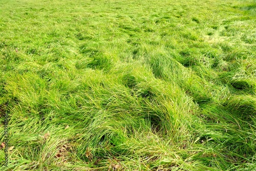 Beautiful Green Field Texture Background.