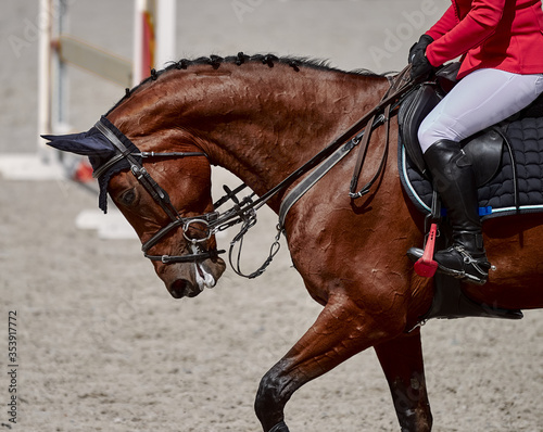 The bay horse performs in show jumping competitions