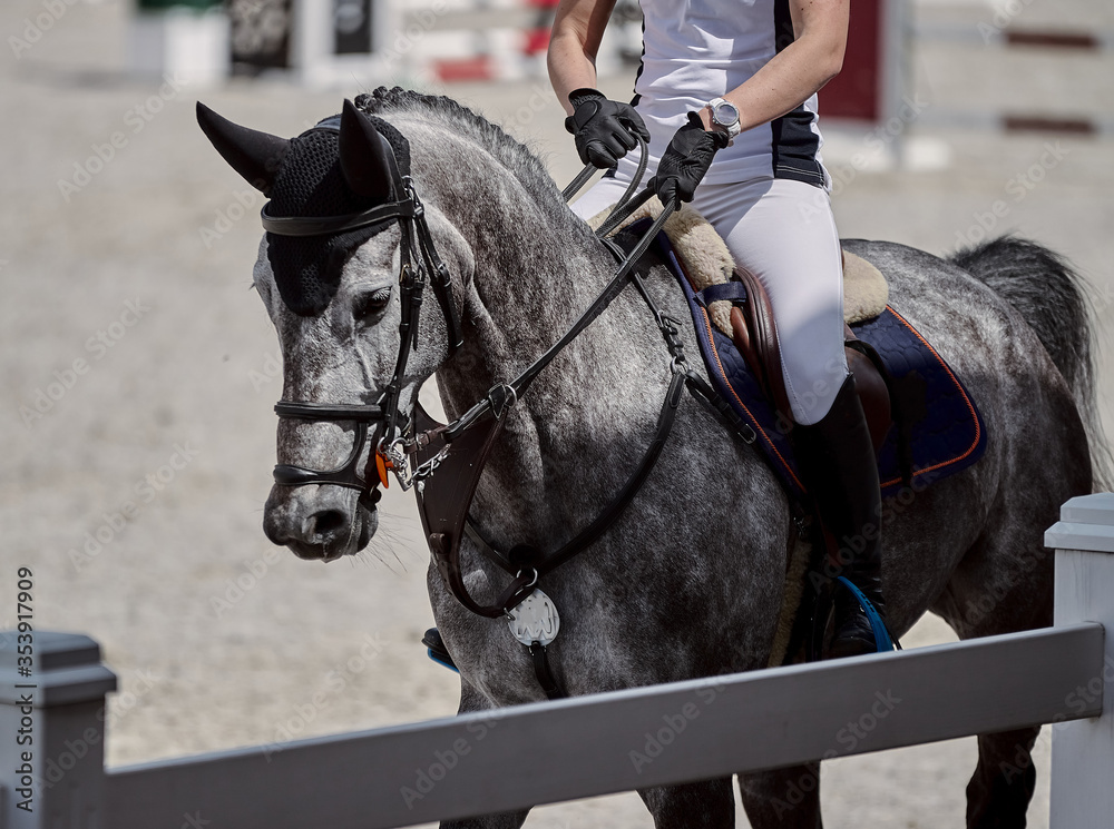 Gray horse performs in show jumping competitions Gray horse performs in show jumping competitions
