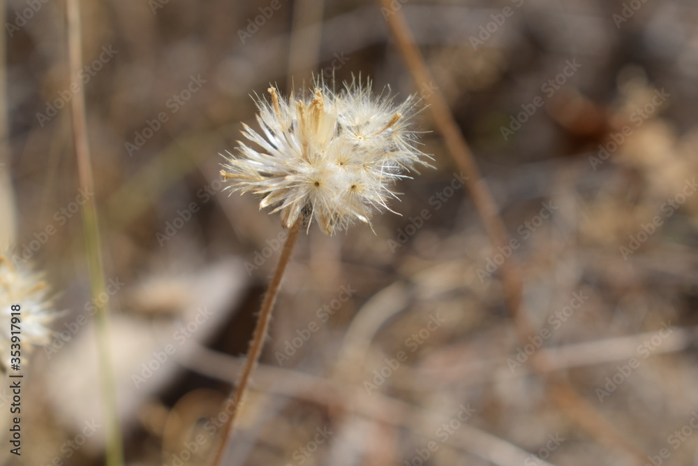 Achenes of tridax daisy OR coatbuttons flower OR Tridax procumbens containing dried seeds.Gujarat,India
