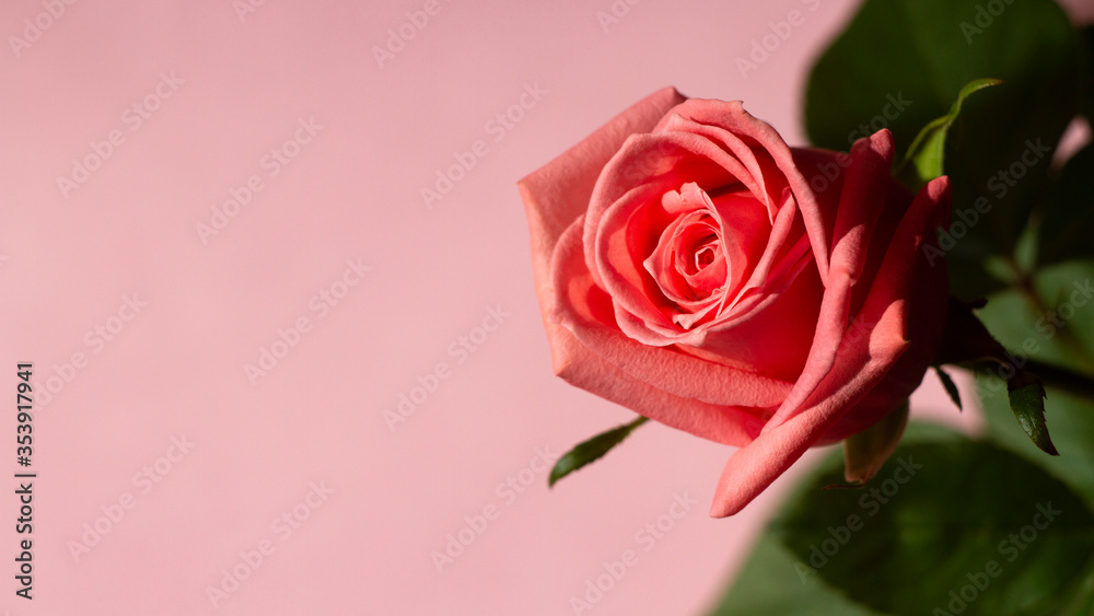 Beautiful rose on a pink background, wedding design, anniversary, invitations, greetings, mock up. Flat lay, top view, copy space. Beautiful rose on a pink background, wedding design, anniversary, invitations, greetings, mock up. Flat lay, top view, copy space.