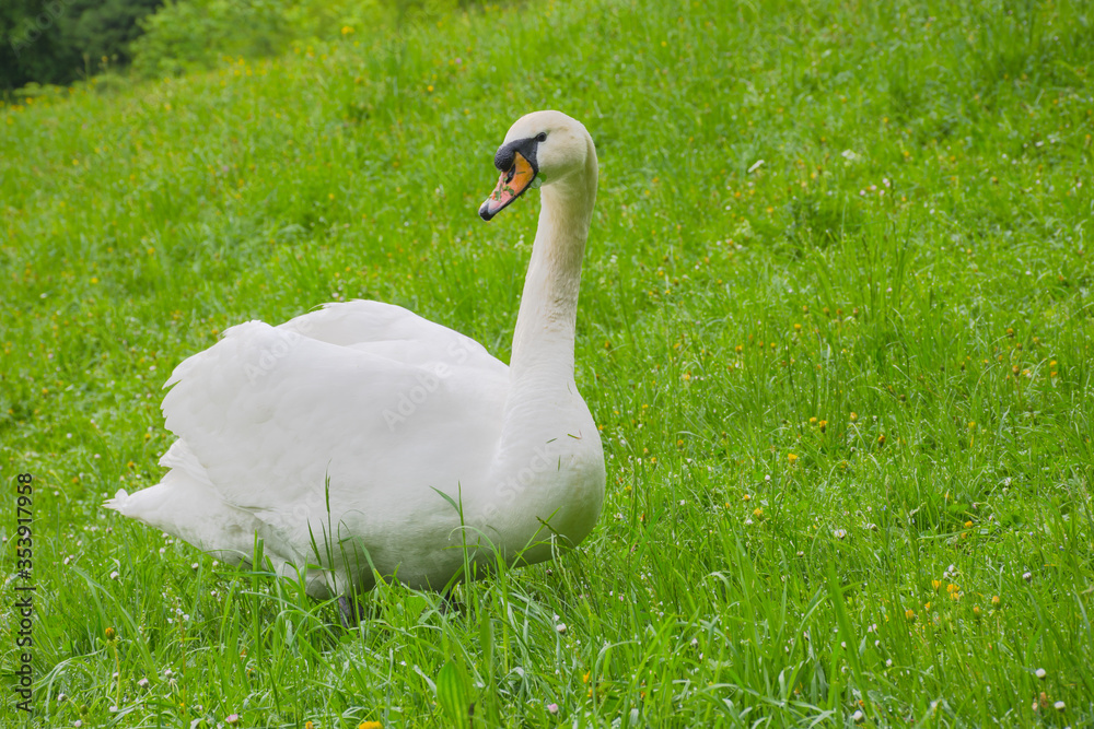 Graceful swan sitting on the grass. Selective focus Graceful swan sitting on the grass. Selective focus