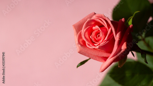 Beautiful rose on a pink background, wedding design, anniversary, invitations, greetings, mock up. Flat lay, top view, copy space. © Outlander1746