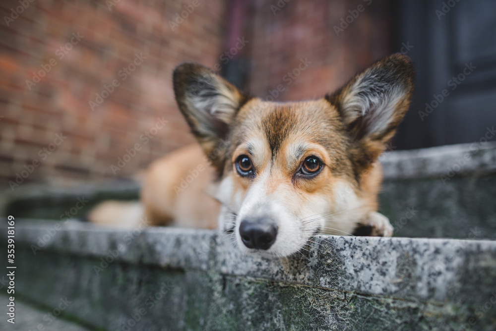 Obraz premium Welsh corgi pembroke dog laying down on the stairs in from of the house, guarding and waiting, portrait, sad