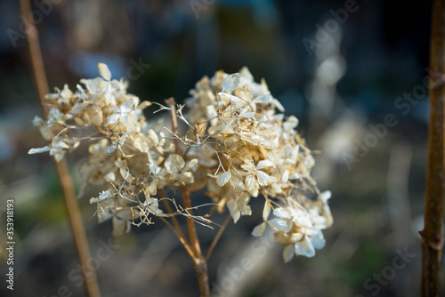 Dry hydrangea in the garden after winter. Selective focus.