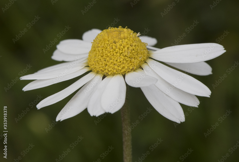 Fototapeta premium Chamaemelum fuscastum dusky dog fennel daisy with white petals and yellow center on unfocused greenish black background