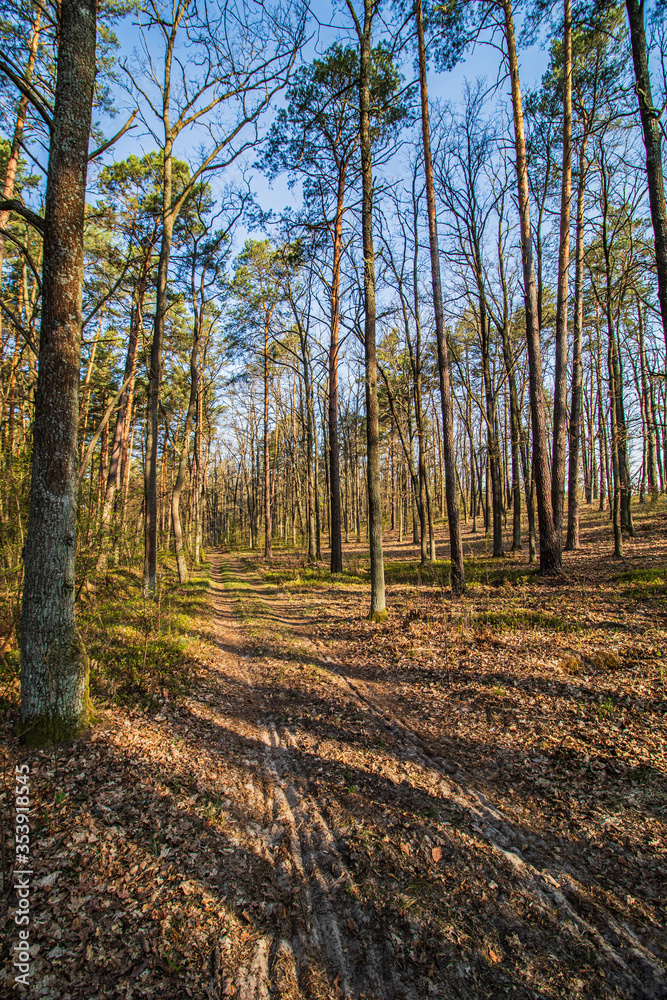 Fototapeta premium Leśna droga wiosną