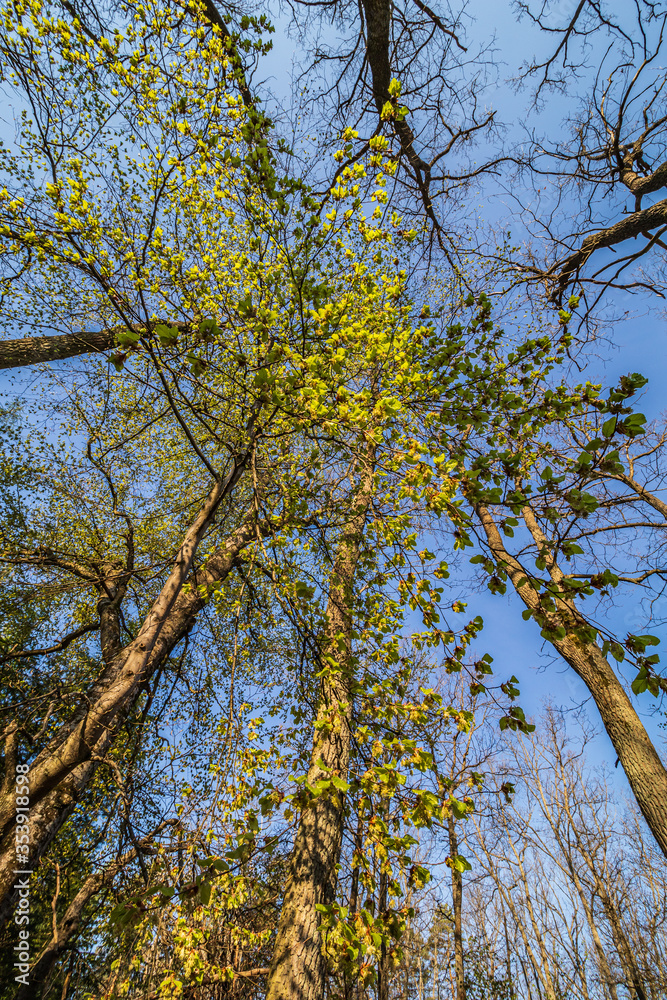 Obraz premium Kwitnący buk