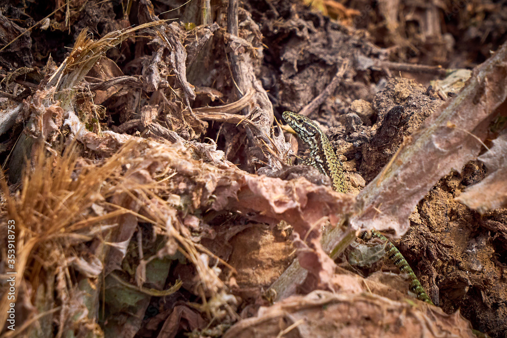 Common wall lizard sunbathing (Podarcis muralis)