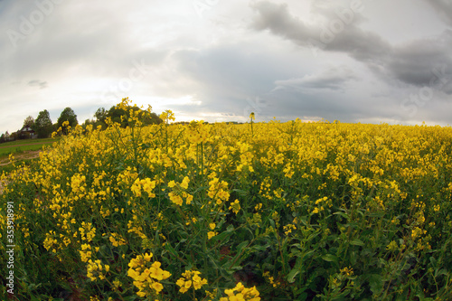 Rural spring landscape with ripe