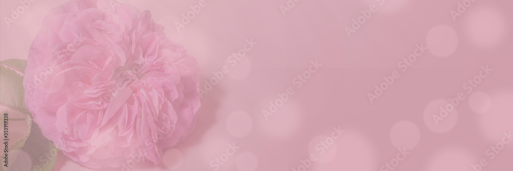 Soft focus floral background. Spring flowers, pink background. Delicate tea rose flowers with bokeh over blur banner, header or billboard. Valentine, love, mother's day, wedding, summer and spring.