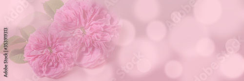 Soft focus floral background. Spring flowers, pink background. Delicate tea rose flowers with bokeh over blur banner, header or billboard. Valentine, love, mother's day, wedding, summer and spring.