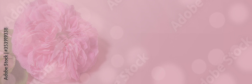 Soft focus floral background. Spring flowers, pink background. Delicate tea rose flowers with bokeh over blur banner, header or billboard. Valentine, love, mother's day, wedding, summer and spring.