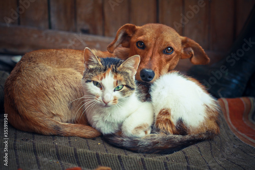 Love pets sleeping on a rug. Dog and cat lie together and are friends. Veterinary stock photo