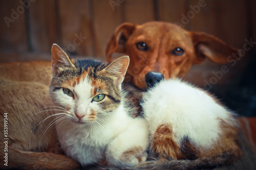 Love pets sleeping on a rug. Dog and cat lie together and are friends. Veterinary stock photo