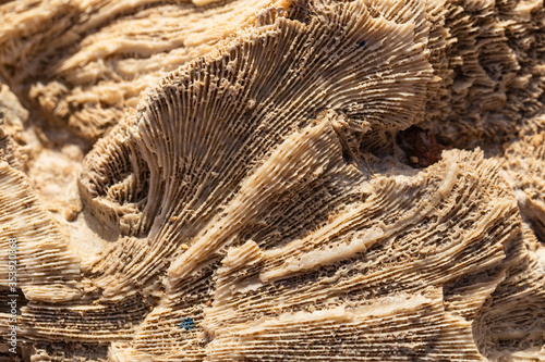 Fossil corals of the Red Sea. Ancient creatures, turned into stone. photo