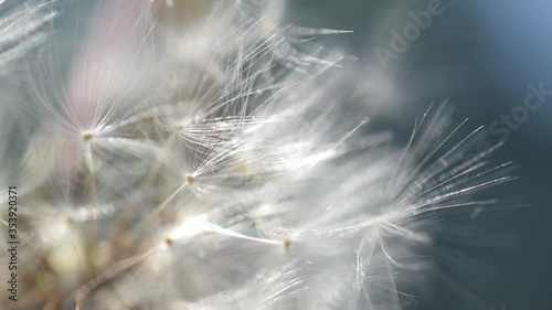 Dandelion seed head close up photo