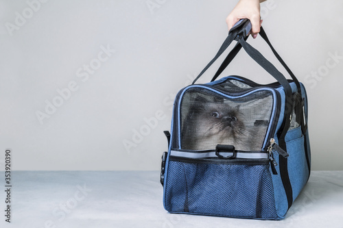 Female hand holding cat in bag for transporting animals