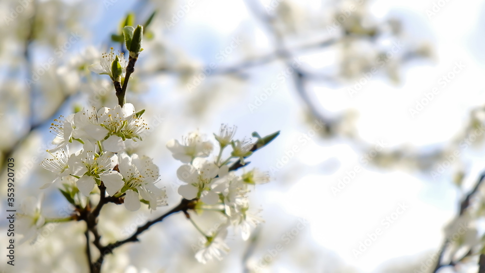 sunny day against the sky closeup white plum flowers in spring