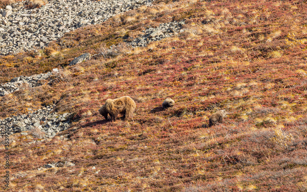 Grizzly Bear Sow and Cubs in Denali National Park Alaska in Autumn