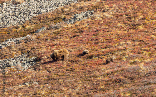 Grizzly Bear Sow and Cubs in Denali National Park Alaska in Autumn