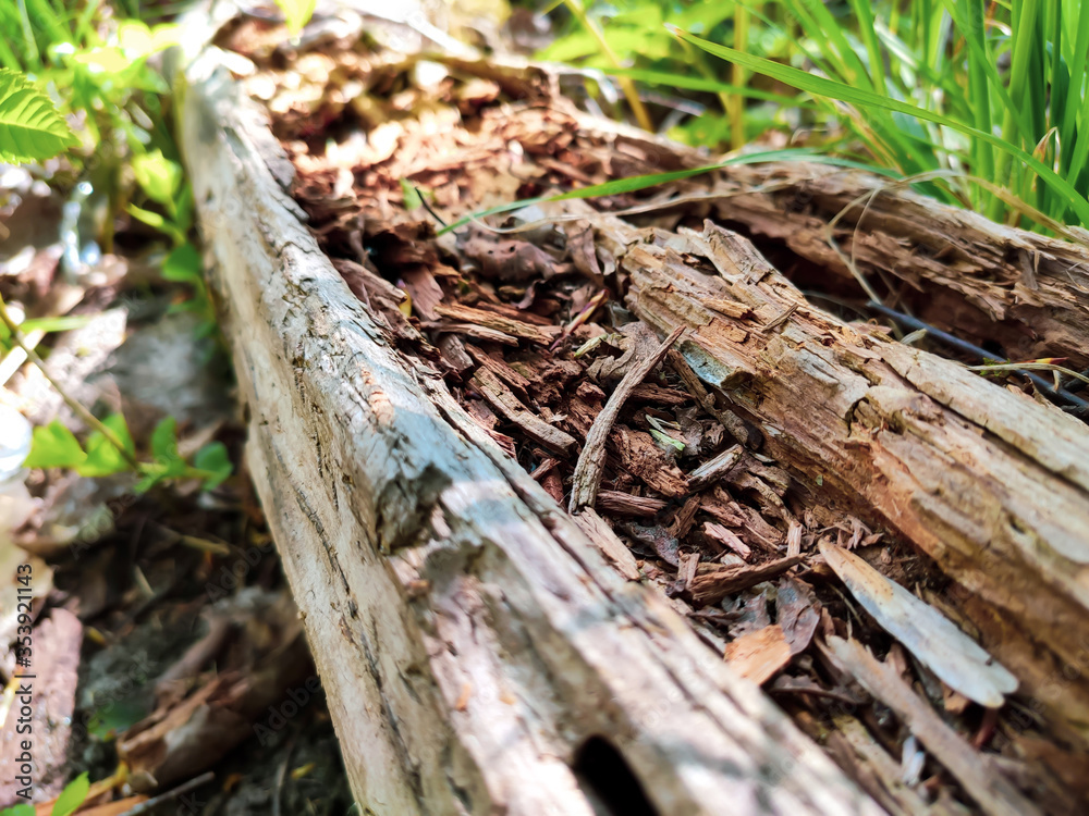 old log old log
