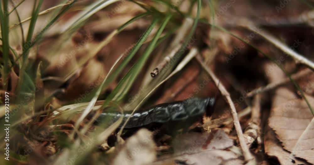 Hexapod bug crawling on forest floor in Appalachia Hexapod bug crawling on forest floor in Appalachia