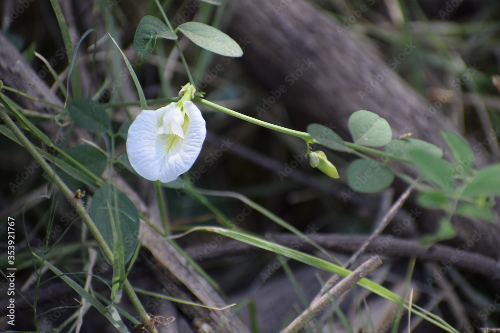 Clitoria ternatea, commonly known as Asian pigeonwings, bluebellvine, blue pea, butterfly pea, cordofan pea and Darwin pea, is a plant species belonging to the family Fabaceae.It is holy flower. Clitoria ternatea, commonly known as Asian pigeonwings, bluebellvine, blue pea, butterfly pea, cordofan pea and Darwin pea, is a plant species belonging to the family Fabaceae.It is holy flower.