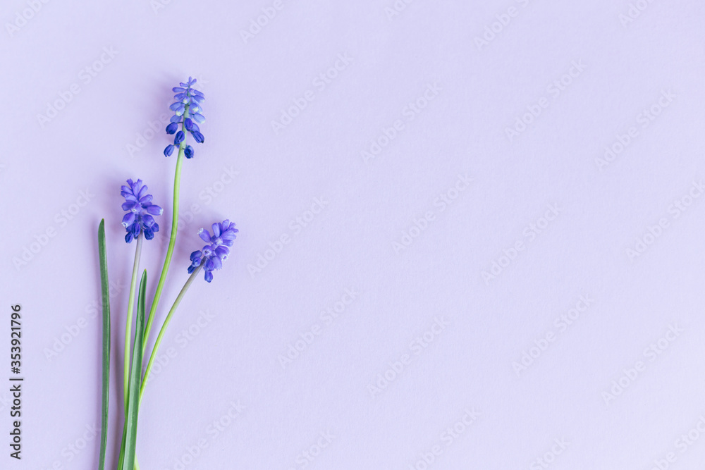 Fototapeta premium Beautiful Muscari flowers on a pastel violet background.
