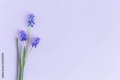 Beautiful Muscari flowers on a pastel violet background.