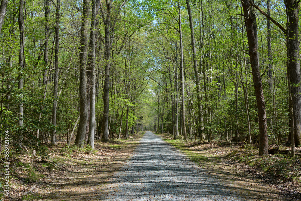 Fototapeta premium Gravel road through the woods at Caledon State Park during spring in Virginia. 