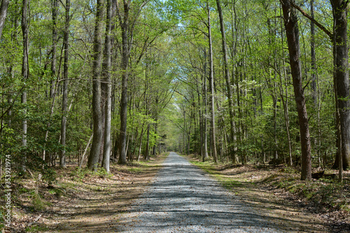 Gravel road through the woods at Caledon State Park during spring in Virginia.  © Mosto