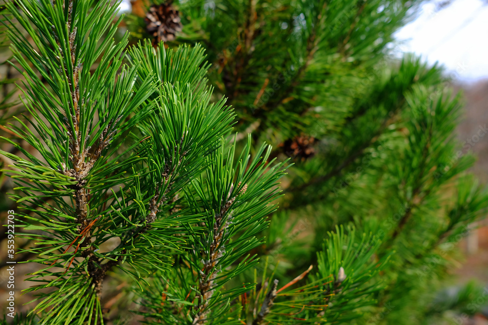 Close up Christmas Tree Leaves Background. Close up Christmas Tree Leaves Background.
