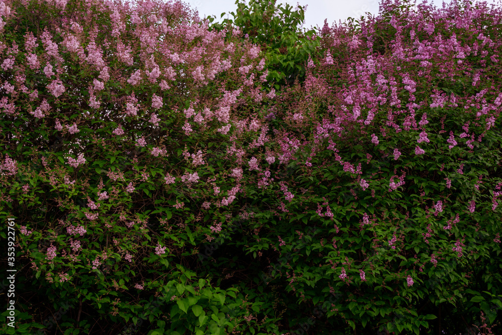 flowering bush of purple lilac in the park surrounded by greenery