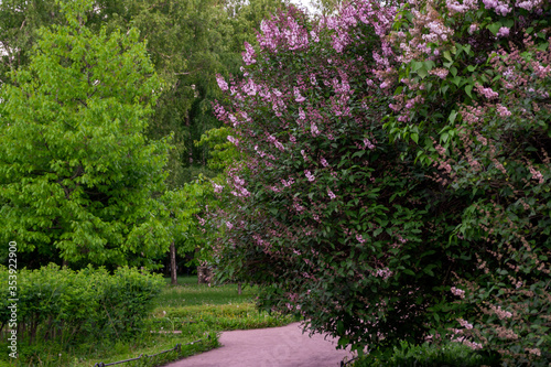 Fototapeta Naklejka Na Ścianę i Meble -  flowering bush of purple lilac in the park surrounded by greenery
