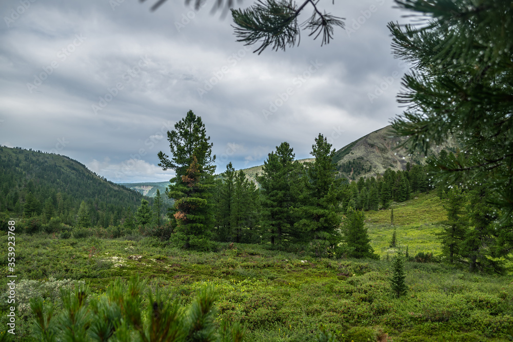Green grass meadow with spruce trees near mountains in taiga after summer storm, national park in siberia, Russia