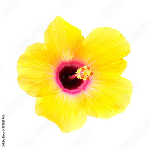 yellow hibiscus isolated on white 