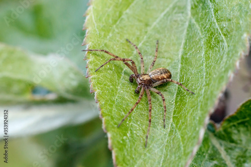 Philodromus philodromid crab spider sitting on green leaf in garden macro.