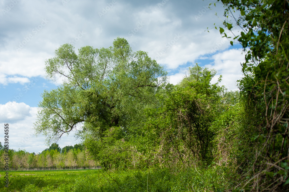Fototapeta premium Green wood and blue and white sky