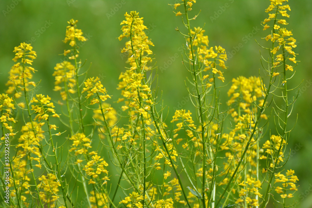 Obraz premium Wild turnip (Barbarea vulgaris) blooms in nature