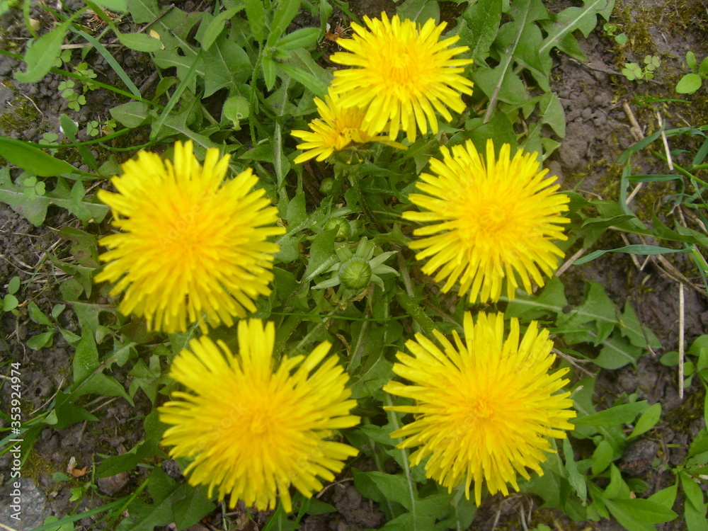 yellow dandelions in the grass yellow dandelions in the grass